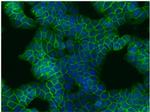 beta Catenin Antibody in Immunocytochemistry (ICC/IF)