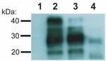 PrP Antibody in Western Blot (WB)