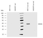 EpCAM Antibody in Western Blot (WB)