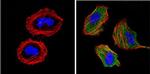 ERK3 Antibody in Immunocytochemistry (ICC/IF)