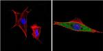 ERK3 Antibody in Immunocytochemistry (ICC/IF)