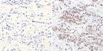 ERK3 Antibody in Immunohistochemistry (Paraffin) (IHC (P))