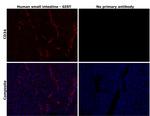 CD34 Antibody in Immunohistochemistry (Paraffin) (IHC (P))