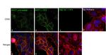 CD81 Antibody in Immunocytochemistry (ICC/IF)