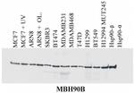 HSP90 beta Antibody in Western Blot (WB)