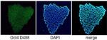 OCT4 Antibody in Immunocytochemistry (ICC/IF)