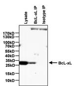 Mouse IgG2a Isotype Control in Immunoprecipitation (IP)