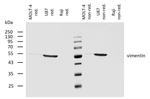 Vimentin Antibody in Western Blot (WB)