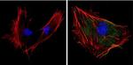 SOD1 Antibody in Immunocytochemistry (ICC/IF)