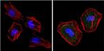 SOD1 Antibody in Immunocytochemistry (ICC/IF)