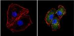 SOD1 Antibody in Immunocytochemistry (ICC/IF)