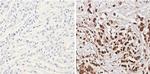 SOD1 Antibody in Immunohistochemistry (Paraffin) (IHC (P))