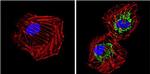 SOD2 Antibody in Immunocytochemistry (ICC/IF)