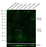 TAP Tag Antibody