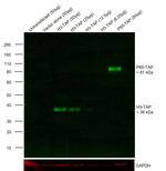 TAP Tag Antibody in Western Blot (WB)