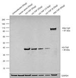 TAP Tag Antibody