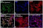 MBP Antibody