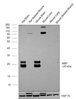 MBP Antibody in Western Blot (WB)