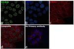 POLR2A Antibody in Immunocytochemistry (ICC/IF)