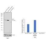 TBP Antibody in Western Blot (WB)