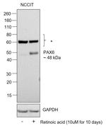 PAX6 Antibody in Western Blot (WB)