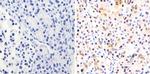 PAX6 Antibody in Immunohistochemistry (Paraffin) (IHC (P))