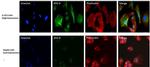 Nestin Antibody