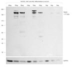 Nestin Antibody in Western Blot (WB)