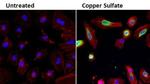 HMOX1 Antibody