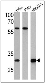 HMOX1 Antibody in Western Blot (WB)