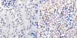 PAX8 Antibody in Immunohistochemistry (Paraffin) (IHC (P))