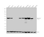 beta-3 Tubulin Antibody