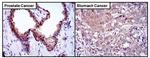 GLO1 Antibody in Immunohistochemistry (Paraffin) (IHC (P))