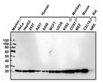 GLO1 Antibody in Western Blot (WB)