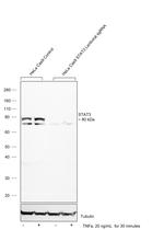 STAT3 Antibody in Western Blot (WB)