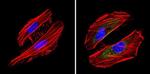 BID Antibody in Immunocytochemistry (ICC/IF)