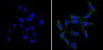 BID Antibody in Immunocytochemistry (ICC/IF)