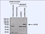 Nesprin 1 Antibody in Western Blot (WB)