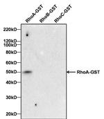 RhoA Antibody