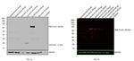 DYKDDDDK Tag Antibody