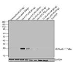 DYKDDDDK Tag Antibody in Western Blot (WB)