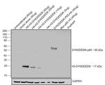 DYKDDDDK Tag Antibody in Western Blot (WB)