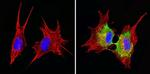 Cyclin B1 Antibody in Immunocytochemistry (ICC/IF)