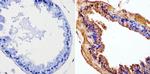 Cyclin B1 Antibody in Immunohistochemistry (Paraffin) (IHC (P))