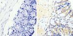 Cyclin B2 Antibody in Immunohistochemistry (Paraffin) (IHC (P))