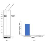 N-cadherin Antibody