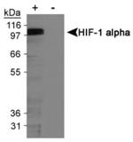 HIF1A Antibody in Western Blot (WB)