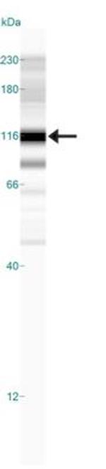 HIF1A Antibody in Western Blot (WB)