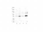 RAD51C Antibody in Western Blot (WB)