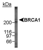 BRCA1 Antibody in Western Blot (WB)